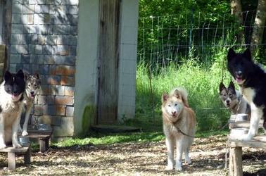 Le Repaire des Huskys au repos WEB